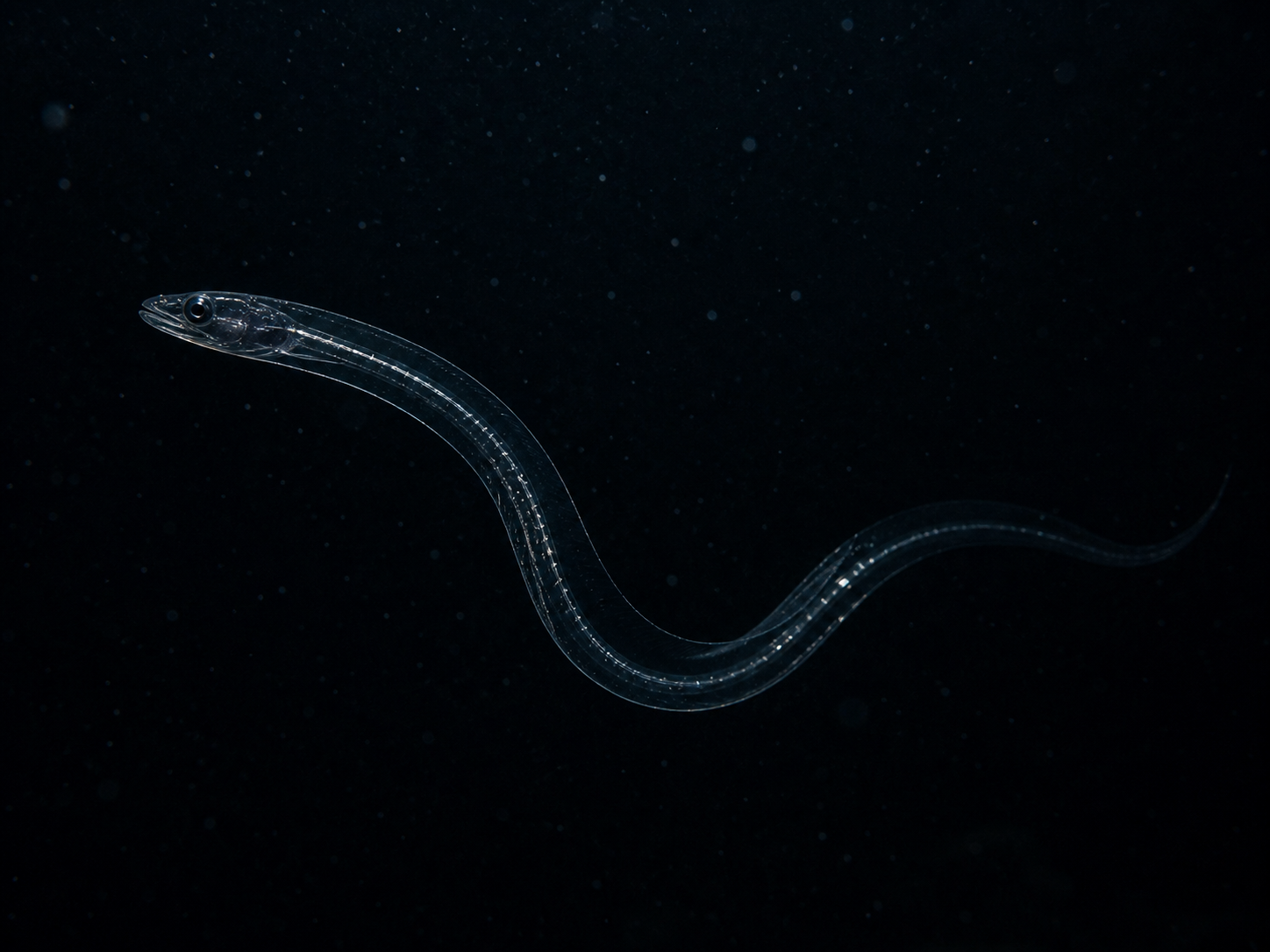 Blackwater Glass Eel in its Pelagea depth environment
