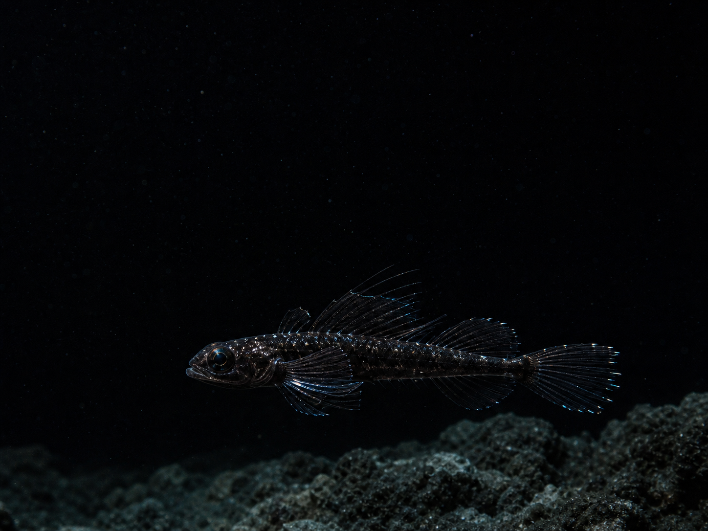 Inkglass Dragonet in its Pelagea depth environment